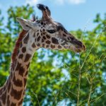 49选7开奖结果揭晓:幸运号码震撼出炉 oym4nba