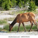 JQ彩票开奖折线图实时走势分析 ln0gy