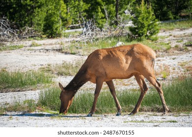 JQ彩票开奖折线图实时走势分析 JQ彩票开奖折线图实时走势分析